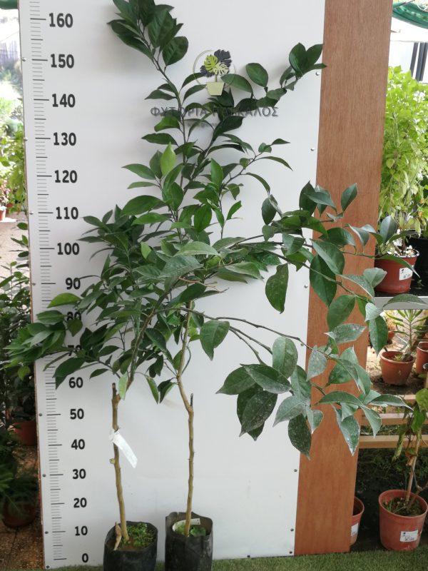  🌿 Πορτοκαλιά New Hall (Citrus × sinensis)